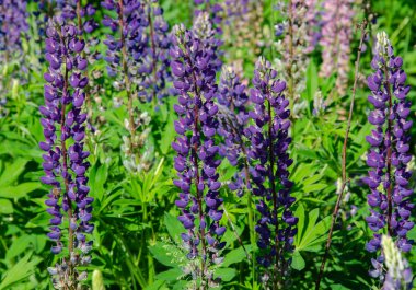 çim üzerinde çiçek açan lupine