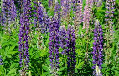çim üzerinde çiçek açan lupine
