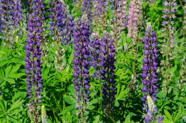 çim üzerinde çiçek açan lupine