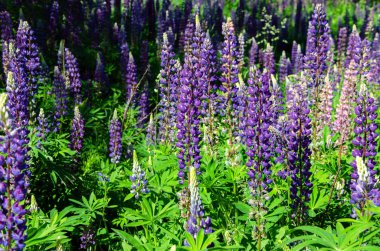 çim üzerinde çiçek açan lupine