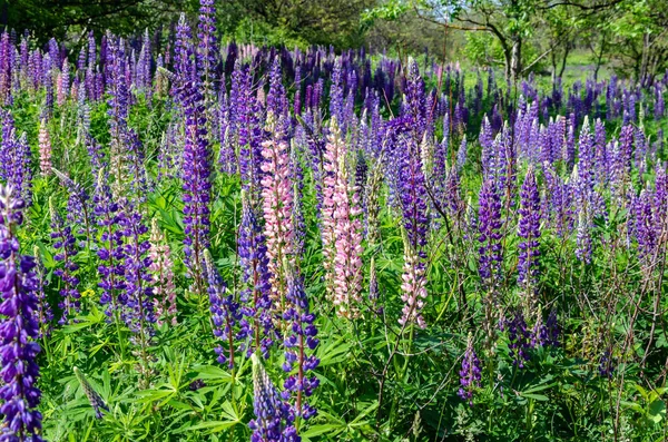 Blooming lupine on the lawn — Stock Photo, Image
