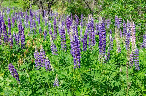 芝生の上にルピナスを咲かせる — ストック写真