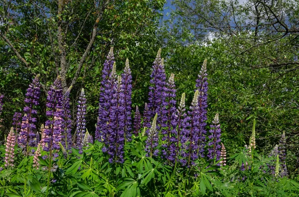 Çim üzerinde çiçek açan lupine — Stok fotoğraf