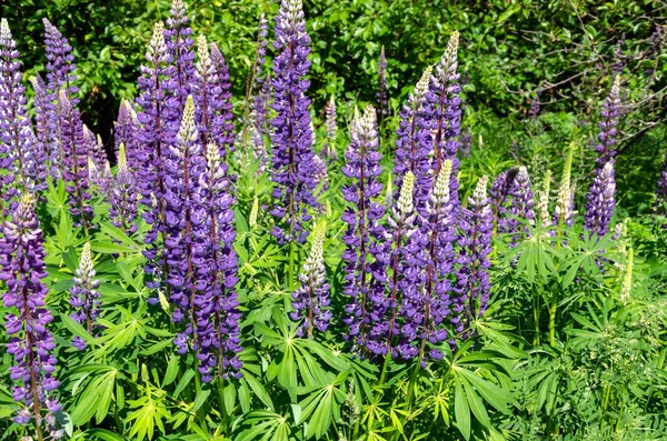 芝生の上にルピナスを咲かせる — ストック写真