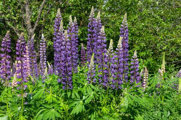 Blühende Lupinen auf dem Rasen — Stockfoto