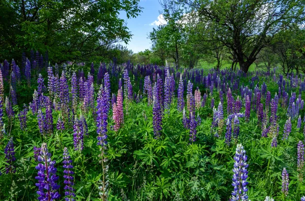 Blühende Lupinen auf dem Rasen — Stockfoto