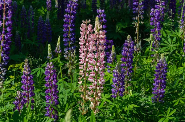 Çim üzerinde çiçek açan lupine — Stok fotoğraf