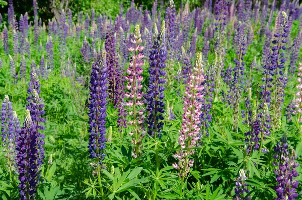 Blooming lupine on the lawn — Stock Photo, Image