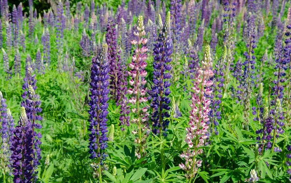 Blühende Lupinen auf dem Rasen — Stockfoto