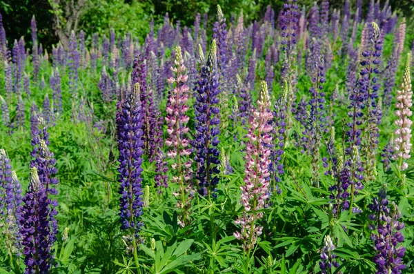 芝生の上にルピナスを咲かせる — ストック写真