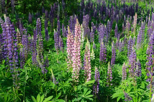 Blühende Lupinen auf dem Rasen — Stockfoto