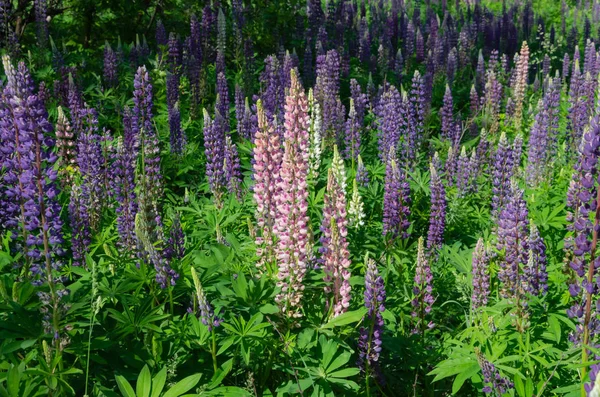 Blühende Lupinen auf dem Rasen — Stockfoto