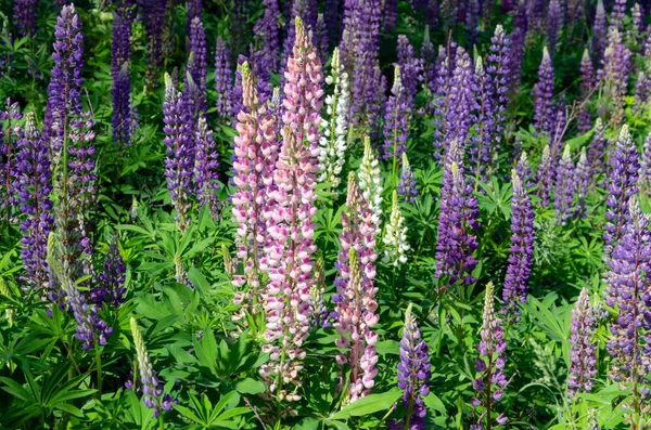 Blommande Lupine på gräsmattan — Stockfoto