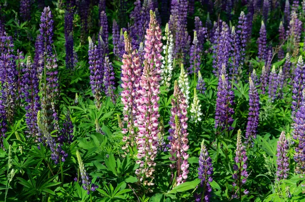 Blommande Lupine på gräsmattan — Stockfoto