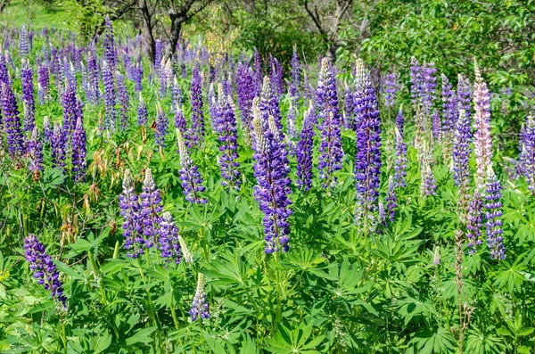 Blooming lupine on the lawn Royalty Free Stock Photos