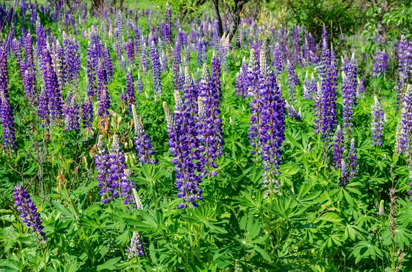 Blooming lupine on the lawn Royalty Free Stock Images