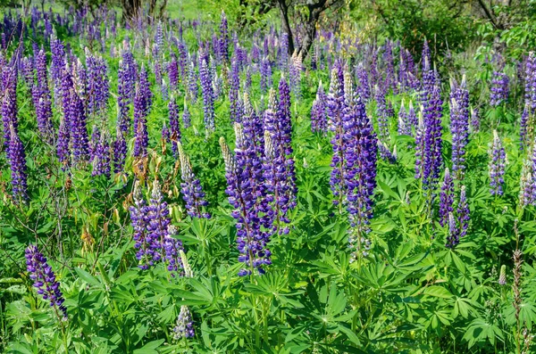 Blooming lupine on the lawn Stock Image