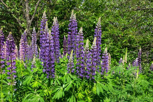 Blooming lupine on the lawn Royalty Free Stock Images