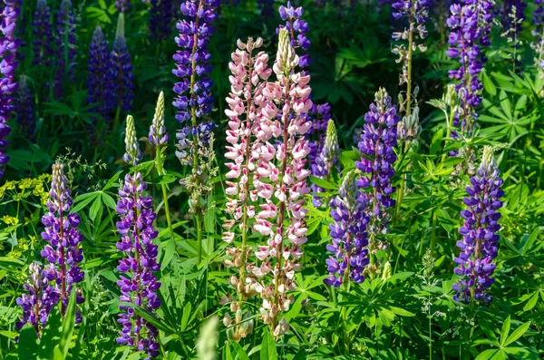 Blooming lupine on the lawn Royalty Free Stock Images