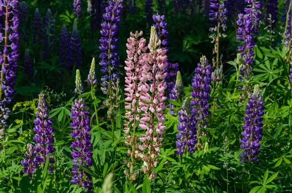 Blooming lupine on the lawn Stock Photo