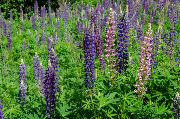 Blooming lupine on the lawn Stock Picture