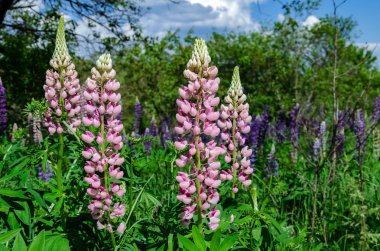 çim üzerinde çiçek açan lupine