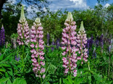 çim üzerinde çiçek açan lupine