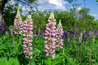 çim üzerinde çiçek açan lupine