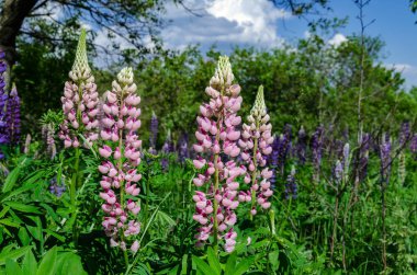 çim üzerinde çiçek açan lupine