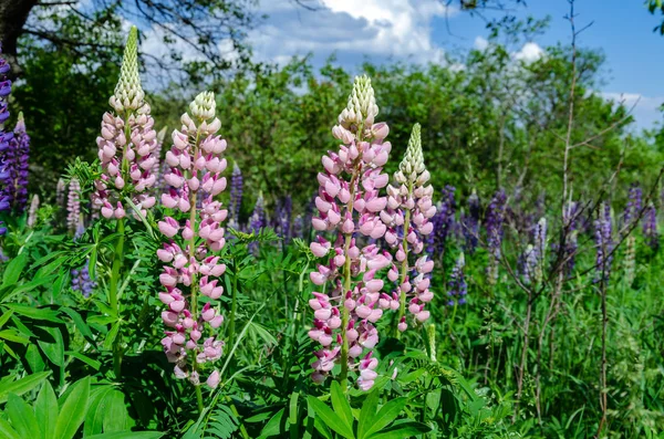 芝生の上にルピナスを咲かせる — ストック写真