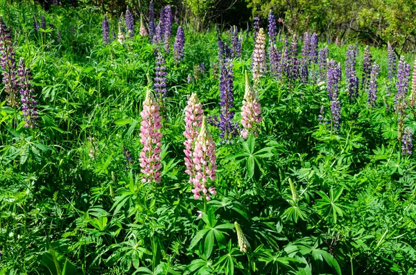 Blühende Lupinen auf dem Rasen — Stockfoto