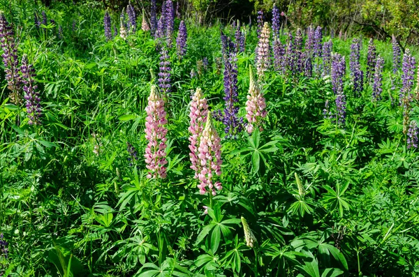 Kwitnące Lupine na trawniku — Zdjęcie stockowe