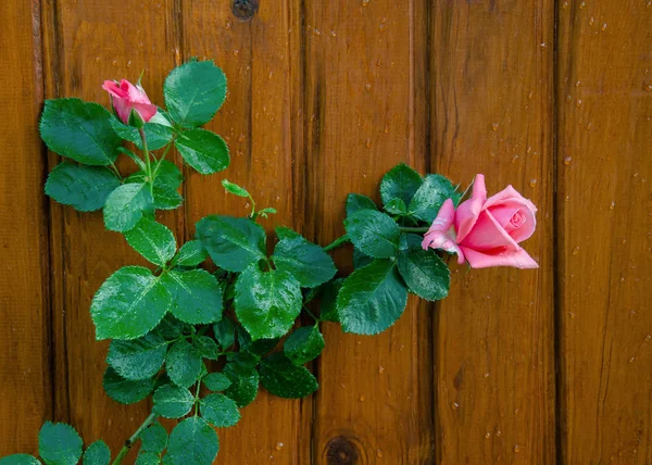 Garten Rose mit rosa Blume — Stockfoto