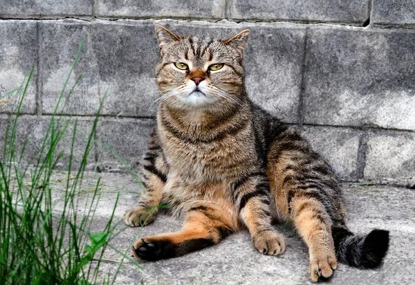 Domácí kočka sluníčka na slunci — Stock fotografie