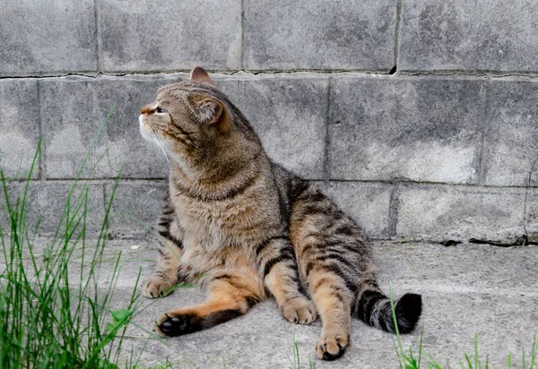 Domestic cat basking in the sun — Stock Photo, Image