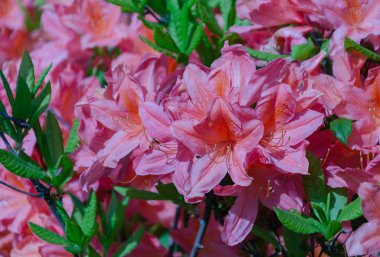 Yeşil yaprakları ile bir çalı üzerinde Rhododendron çiçeklenme