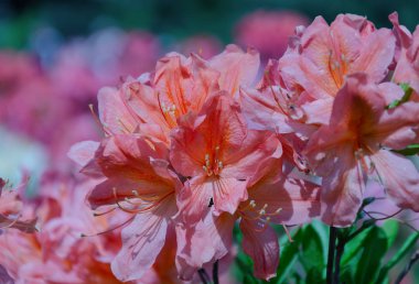 Yeşil yaprakları ile bir çalı üzerinde Rhododendron çiçeklenme
