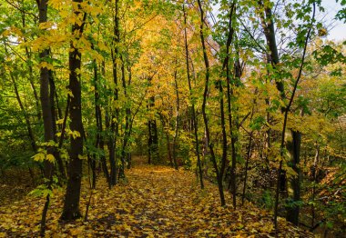 ormanda yol ağaçların sarı yaprakları ile noktalı