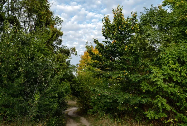 La strada nel bosco è costellata di foglie gialle di alberi — Foto Stock