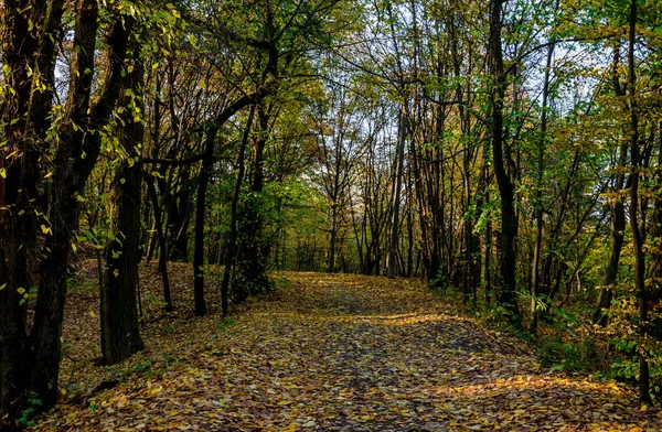 El camino en el bosque está salpicado de hojas amarillas de árboles —  Fotos de Stock