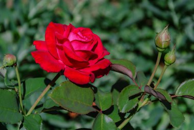 kokulu gül çiçeği