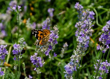 kokulu lavende çiçeği kelebek