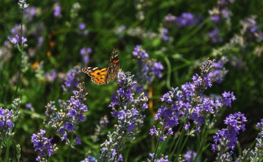 kokulu lavende çiçeği kelebek