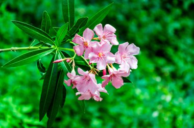 yaz bahçesinde pembe çiçeklerçiçeklenme