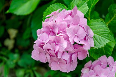 yaz bahçesinde pembe ortanca