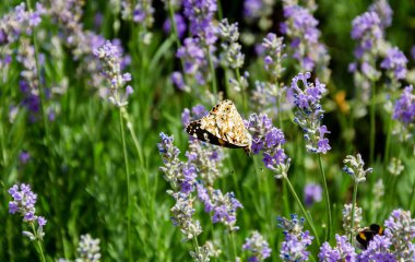 kokulu lavende çiçeği kelebek