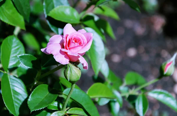 Voňavá růžová květina — Stock fotografie