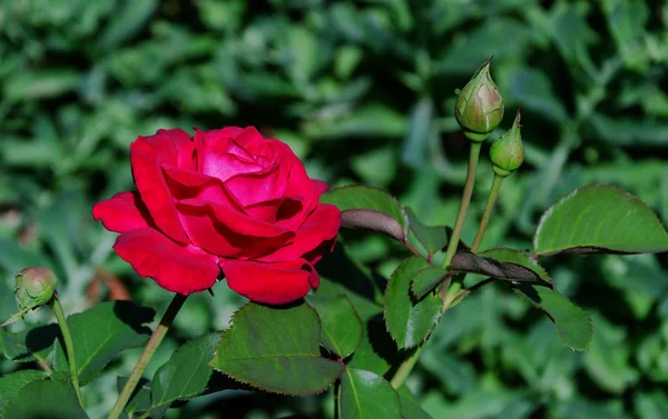 Duftende Rosenblüte — Stockfoto