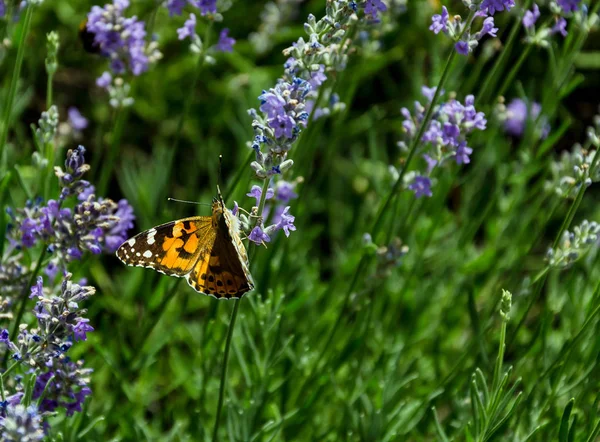 Farfalla sul fiore di lavende profumata — Foto Stock