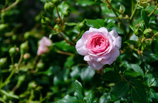 Illatos Rózsa virág — Stock Fotó